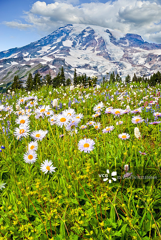 雷尼尔山与阿斯特花草甸图片素材