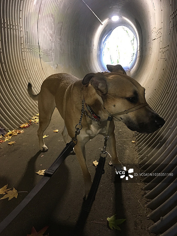 涵洞里的狗图片素材