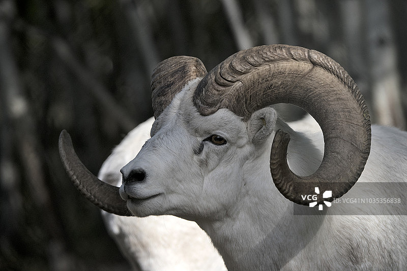 达尔迪克)图片素材