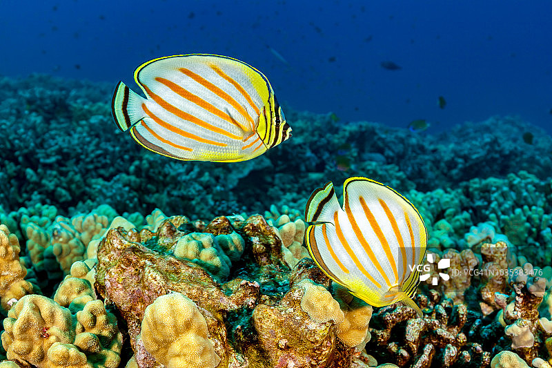 一对精美蝴蝶鱼在夏威夷大岛的珊瑚礁上图片素材