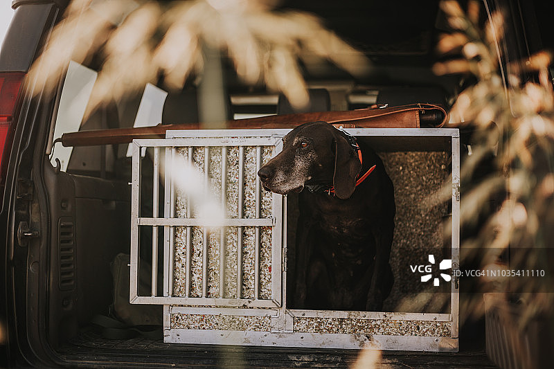 等待狩猎的德国短毛指示犬图片素材