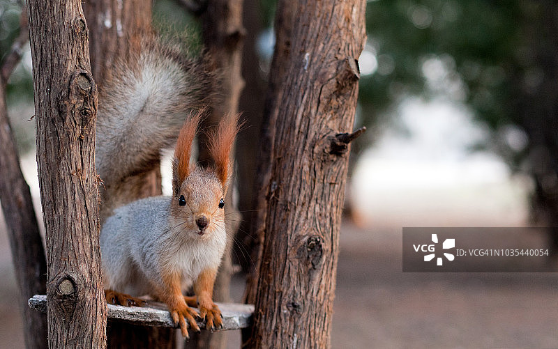 树上的松鼠图片素材
