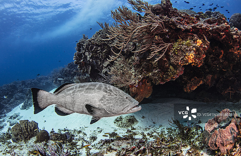 黑石斑鱼，科苏梅尔，金塔纳罗奥州，墨西哥图片素材