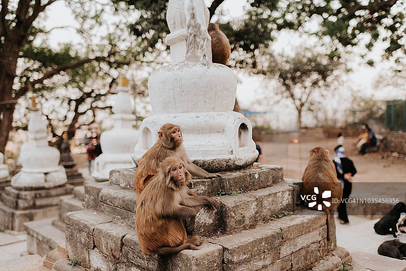 尼泊尔加德满都猴庙图片素材