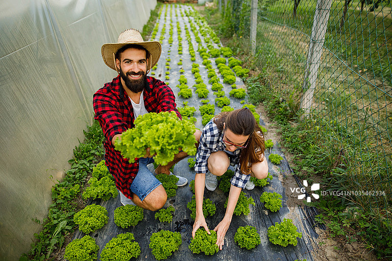 年轻情侣在温室里收获生菜图片素材