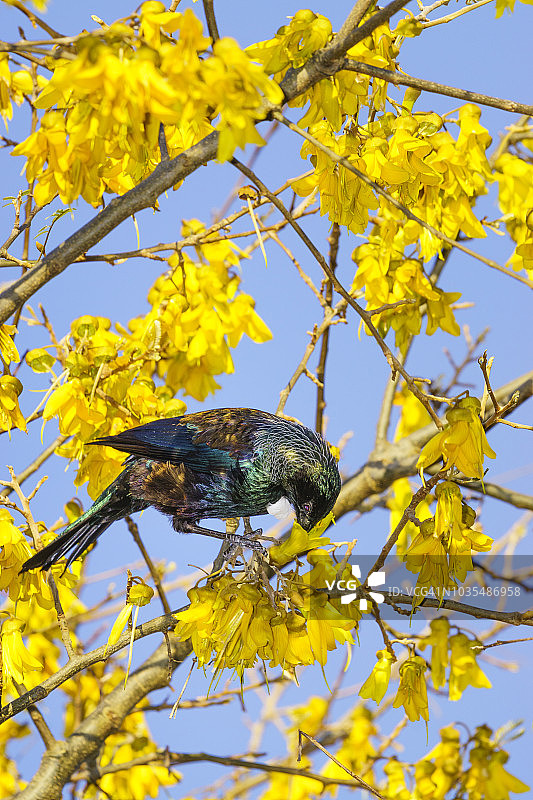 蜜雀在新西兰槐树的黄色花朵上觅食图片素材