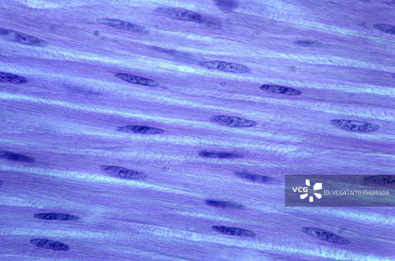 平滑肌细胞（或纤维）非条纹，不随意肌，大肠，250X图片素材