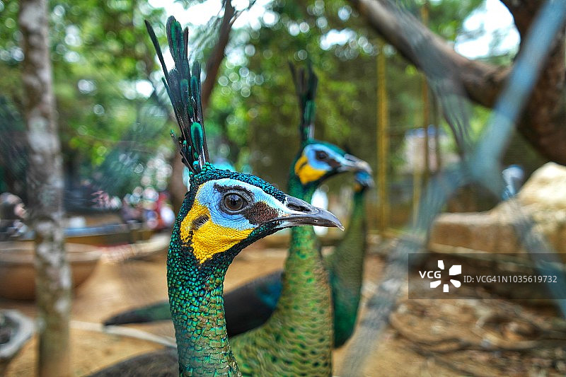 动物园里的孔雀图片素材