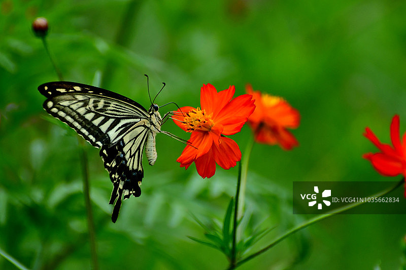 橙黄色波斯菊与蝴蝶图片素材