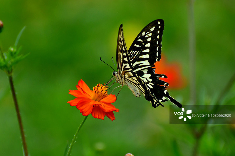 橙黄色波斯菊与蝴蝶图片素材