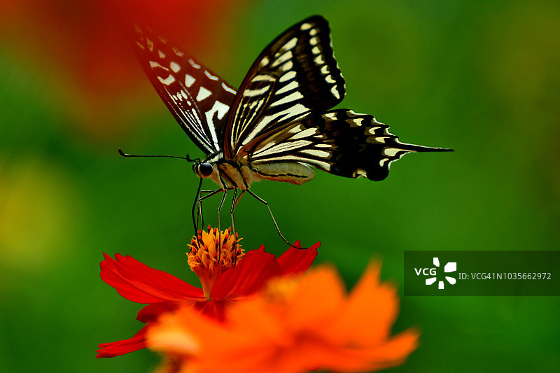 橙黄色波斯菊与蝴蝶图片素材