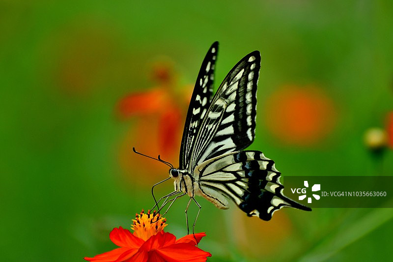 橙黄色波斯菊与蝴蝶图片素材