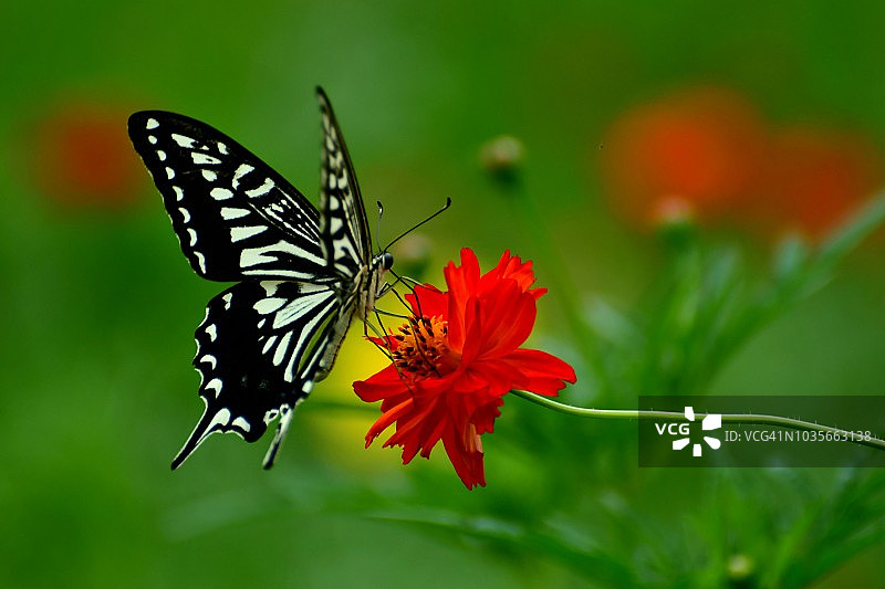 橙黄色波斯菊与蝴蝶图片素材