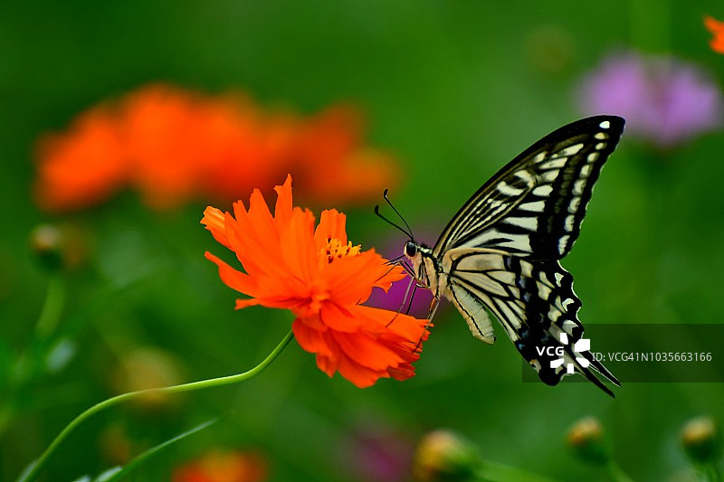 橙黄色波斯菊与蝴蝶图片素材