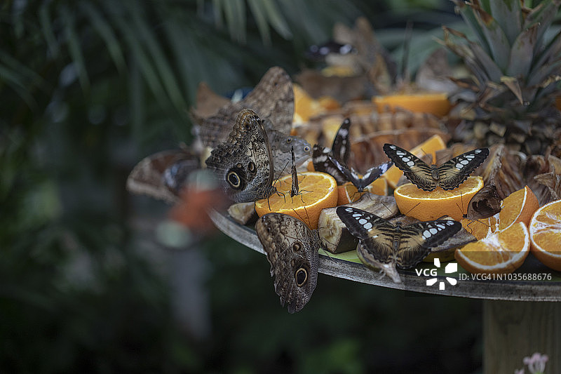 2018法国网球公开赛图片素材