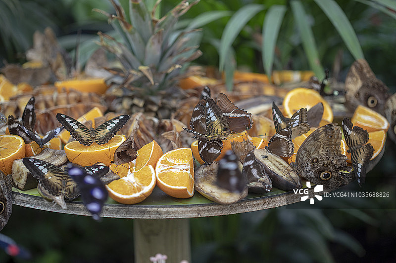 2018法国网球公开赛图片素材