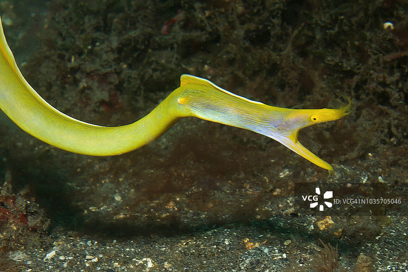 自由游动的雌性丝带鳗图片素材