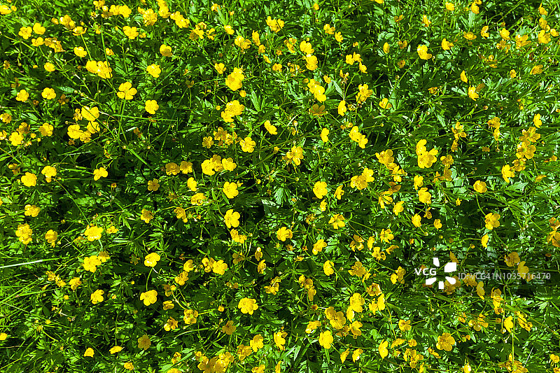 白毛茛（草地毛茛，高毛茛）及其黄色花朵图片素材