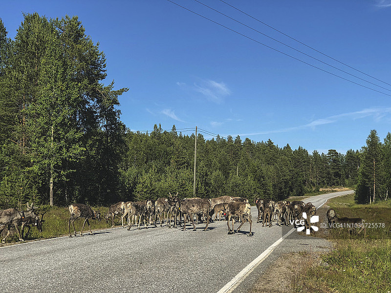 驯鹿过马路图片素材