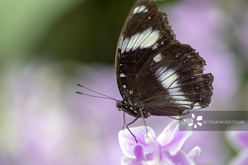 2018法国网球公开赛图片素材