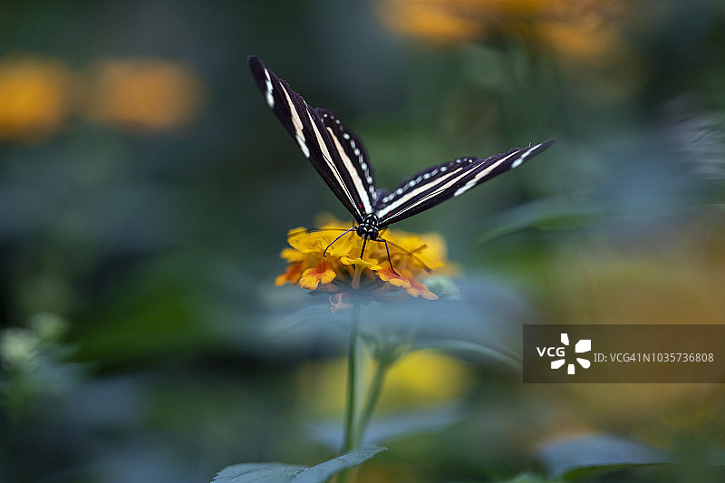 2018法国网球公开赛图片素材