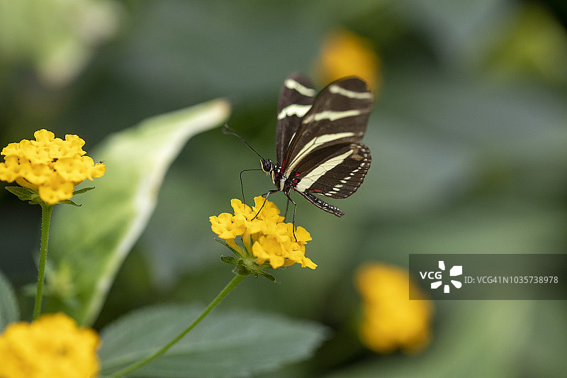 2018法国网球公开赛图片素材
