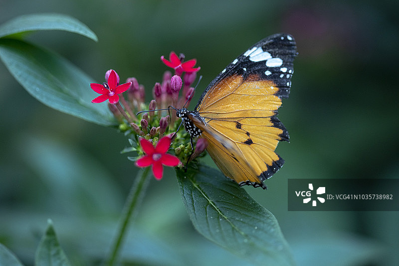 2018法国网球公开赛图片素材