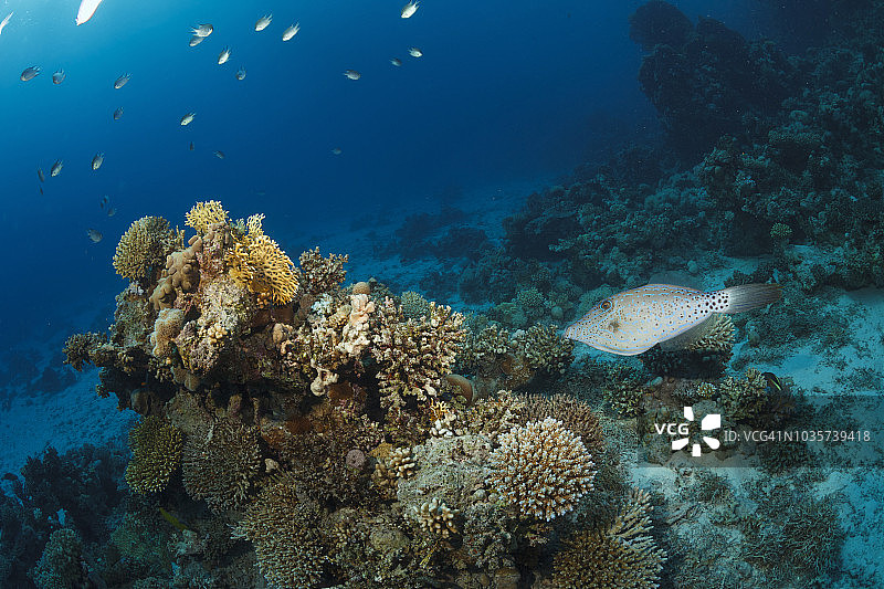 珊瑚礁鱼类红海自然与野生动物水下海洋生物水肺潜水员视角水下照片图片素材