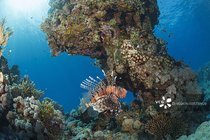 珊瑚礁狮子鱼水下摄影图片素材