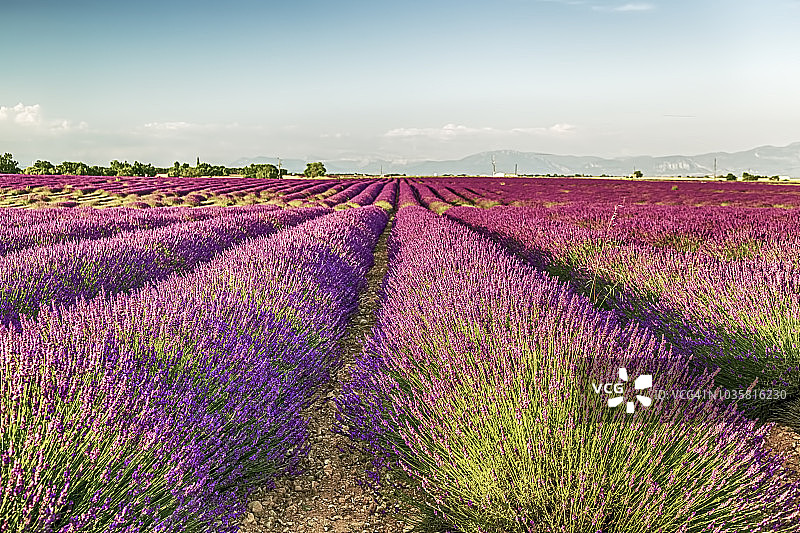 美丽夏日薰衣草田图片素材