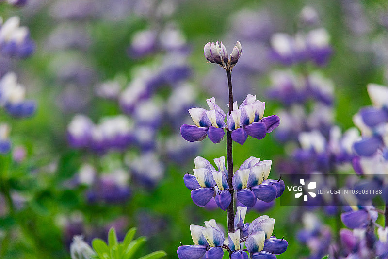 冰岛努特卡羽扇豆花朵特写图片素材