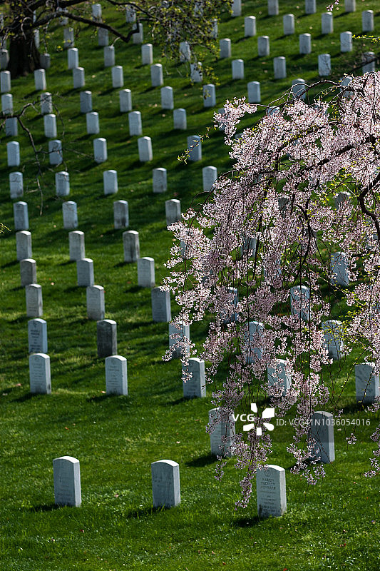 阿灵顿国家公墓图片素材