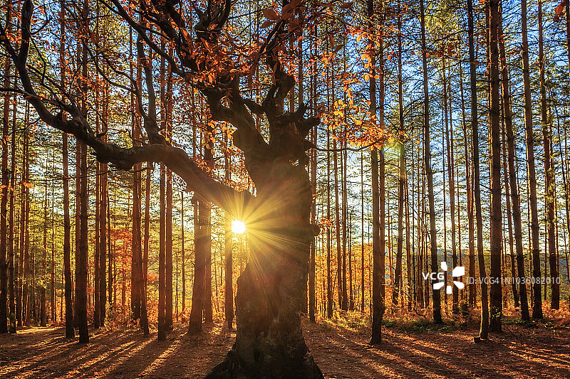 保加利亚罗多彼山脉的贝林塔什色雷斯圣地图片素材