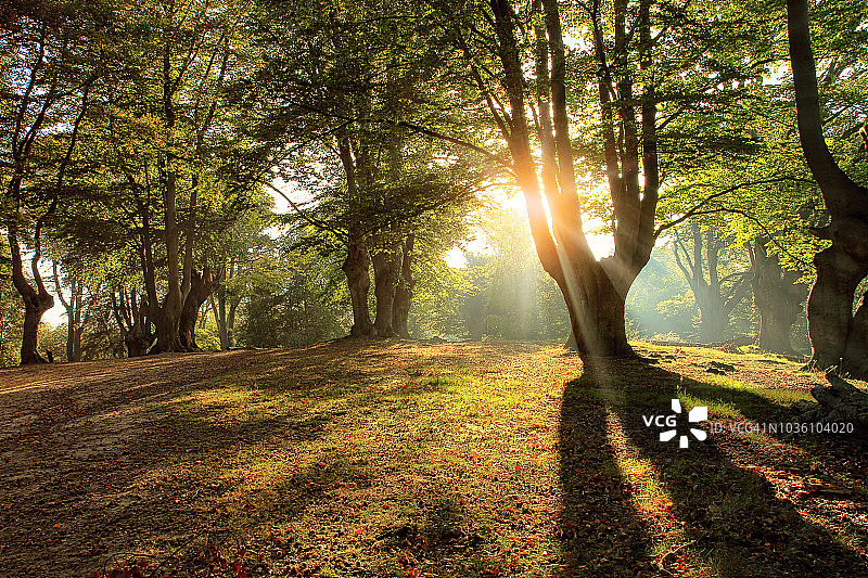 埃pping森林的秋色图片素材