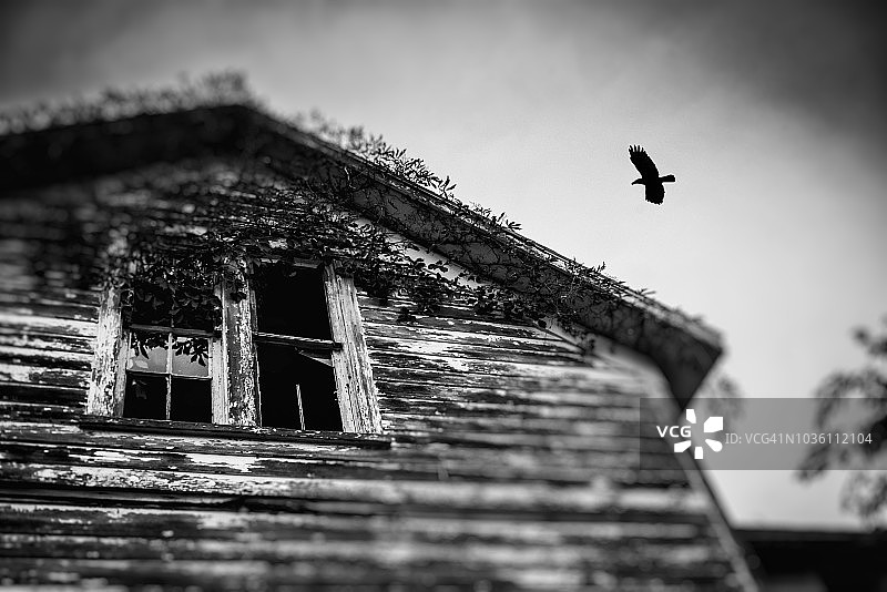 万圣节幽灵鬼屋与黑鸟图片素材