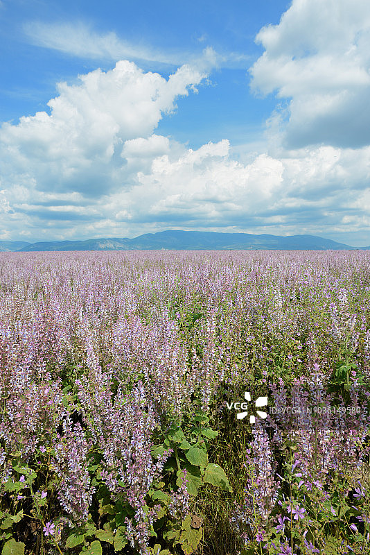 法国普罗旺斯瓦伦索高原的快乐鼠尾草田图片素材
