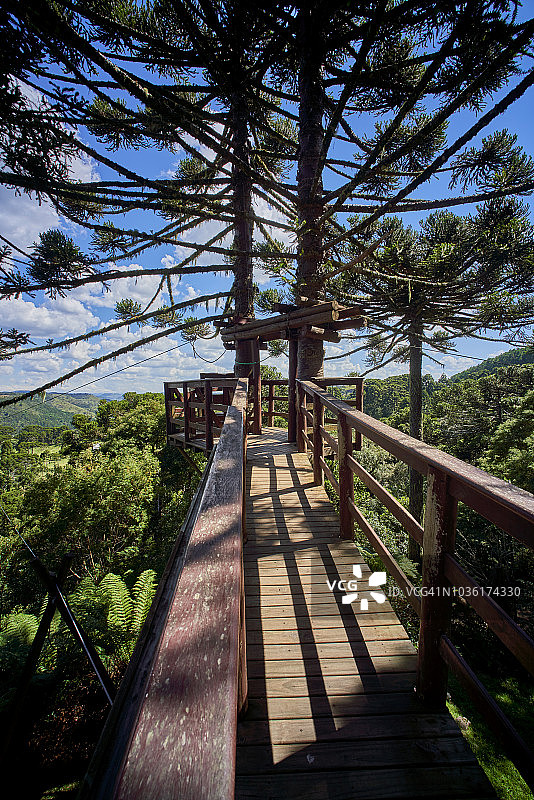 巴西南部受保护的南洋杉树图片素材