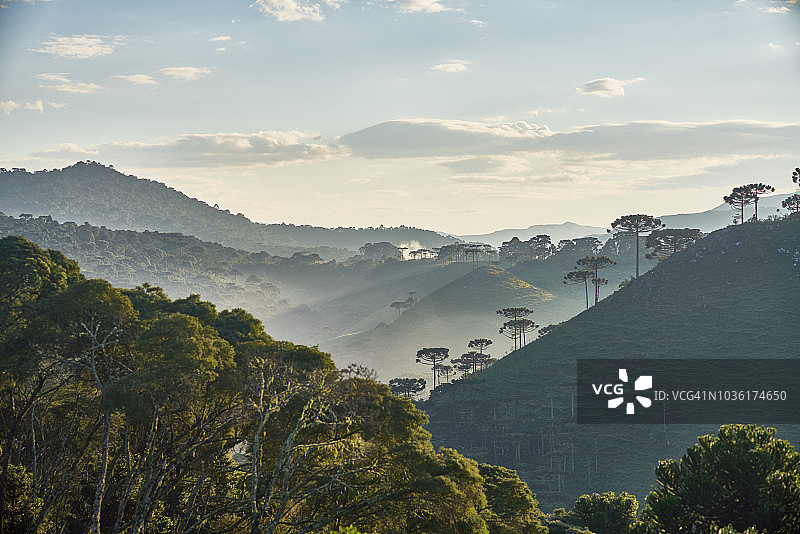 巴西南部受保护的南洋杉树图片素材