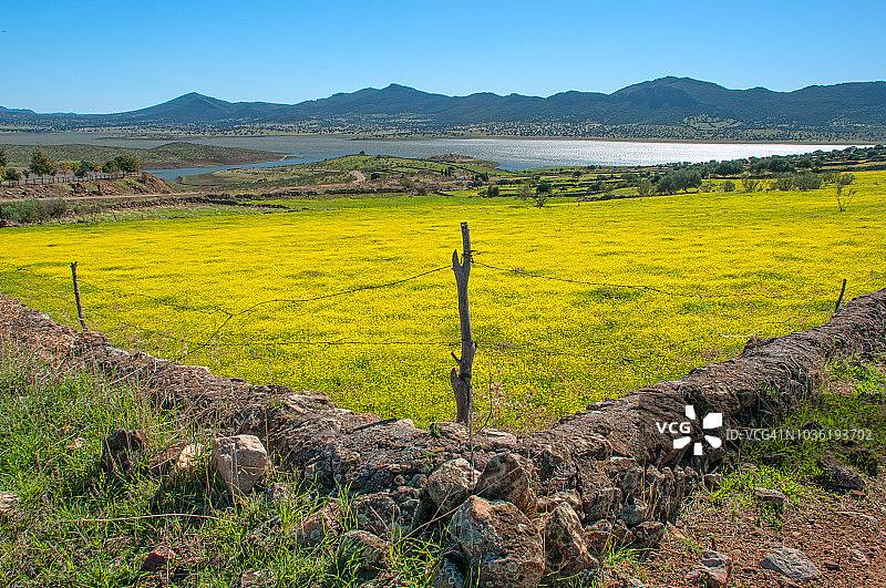 水库边的黄色野花图片素材