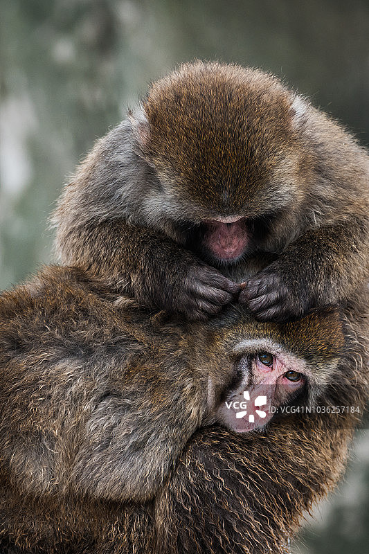 日本猕猴肖像，北海道，日本图片素材