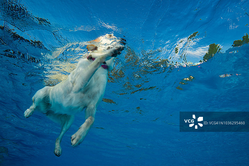 水下游泳的狗狗图片素材