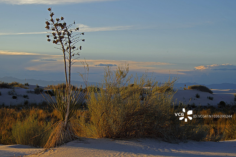 美国新墨西哥州白沙国家纪念碑丝兰风景图片素材