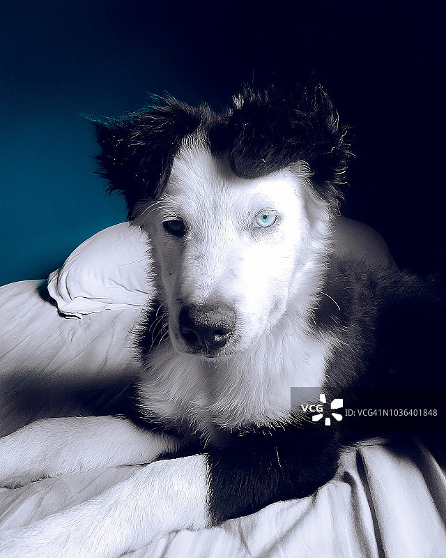 具有异色症的可爱边境牧羊犬图片素材