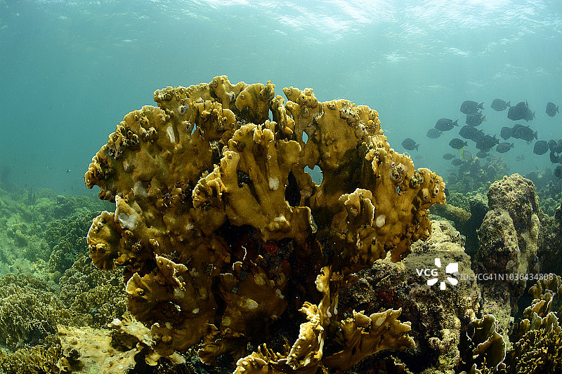 火珊瑚图片素材