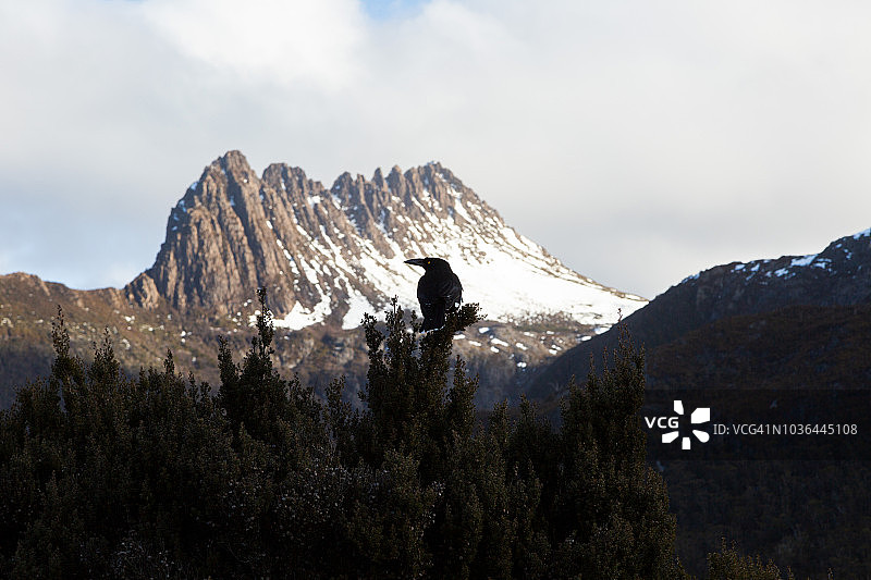 澳洲鸦鹊 - 摇篮山图片素材