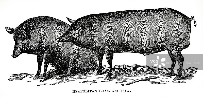 那不勒斯猪木刻版画图片素材