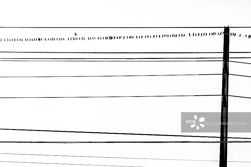 电线上的鸟图片素材