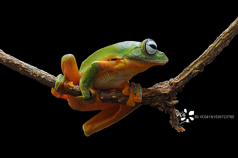 印度尼西亚树枝上的飞蛙图片素材