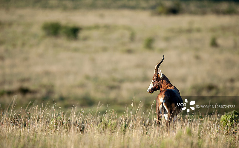 站在灌木丛中的白肩牛羚（南非图片素材