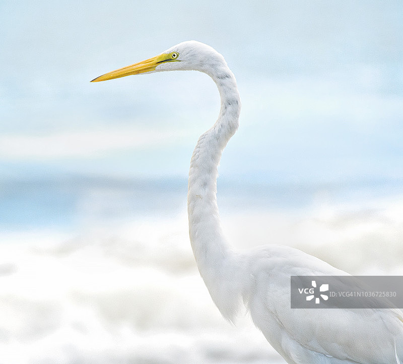 南卡罗来纳州大白鹭的柔和侧面特写图片素材